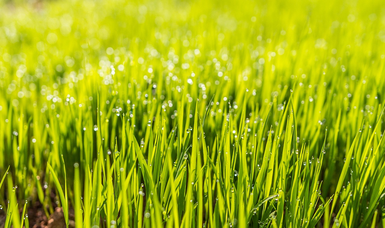 Piękny trawnik – jak pozbyć się chwastu i mchu?